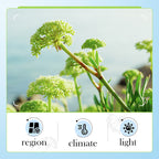 BIOAOUA Sea Fennel Hyaluronic Acid Anti-Wrinkle Essence Lotion 120ml